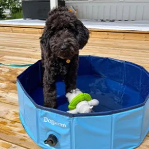 Dogman hundpool