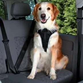 Dog Protect - Säkerhetsbälte för hund